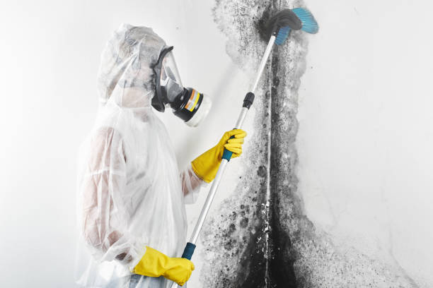 Columbine, CO Mold Removal Company