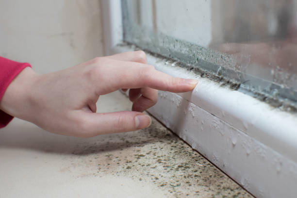 Best Real Estate Mold Inspection  in Lumbine, CO